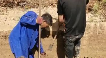 懷和堂山藥收成的季節